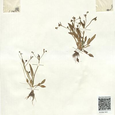 Ranunculus longipes Lange ex Cutanda -  RO-HSepv 16915 photo