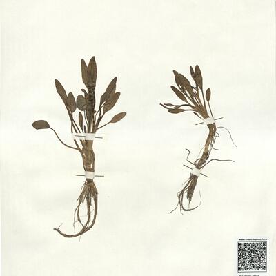 Ranunculus longipes Lange ex Cutanda -  RO-HSepv 16914 photo