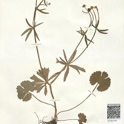 Ranunculus macrotis Brodtbeck  -  RO-HSepv 16008 photo