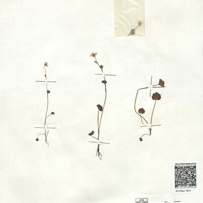 Ranunculus marginatus D'Urv. -  RO-HSepv 16916 photo