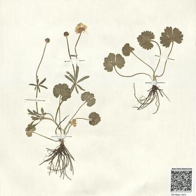 Ranunculus marsicus Guss. & Ten. ^ -  RO-HSepv 13073 photo