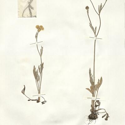 Ranunculus monspeliacus L.var. angustilobus DC. -  RO-HSepv 15022 photo