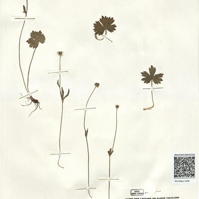 Ranunculus montanus Willd. -  RO-HSepv 14039 photo