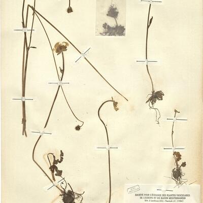 Ranunculus nigrescens Freyn -  RO-HSepv 12152 photo
