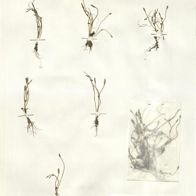 Ranunculus nodiflorus L. -  RO-HSepv 16009 photo