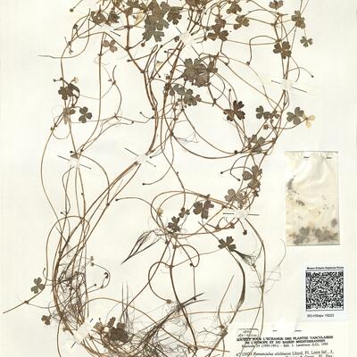 Ranunculus ololeucos Lloyd ^ -  RO-HSepv 15023 photo