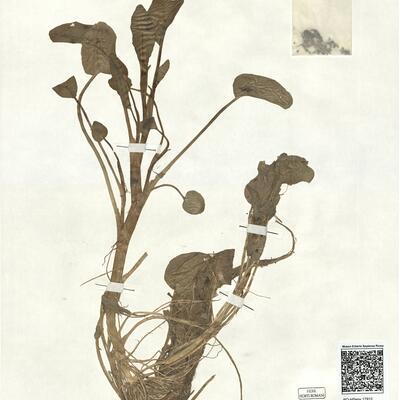 Ranunculus ophioglossifolius Vill. -  RO-HSepv 17912 photo