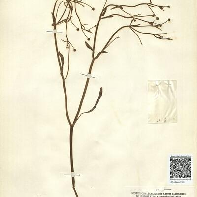 Ranunculus ophiooglossifolius Vill. -  RO-HSepv 11231 photo