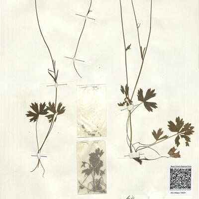 Ranunculus oreophilus Bieb. -  RO-HSepv 15024 photo