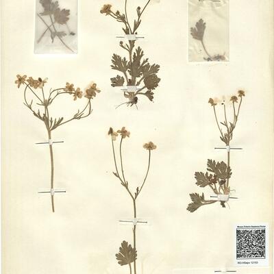 Ranunculus oxyspermus Willd. -  RO-HSepv 12153 photo