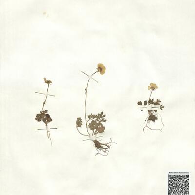 Ranunculus paludosus Poir. -  RO-HSepv 16917 photo