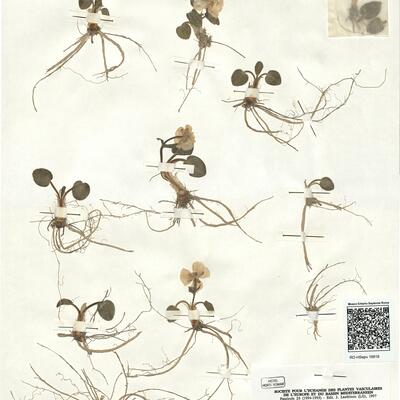 Ranunculus parnassifolius L. subsp. favargeri Küpfer -  RO-HSepv 16918 photo