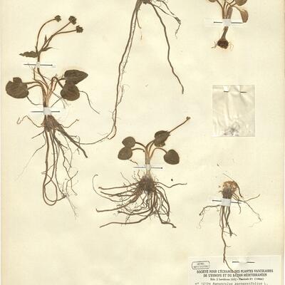 Ranunculus parnassifolius L. subsp. favargeri Küpfer -  RO-HSepv 12154 photo