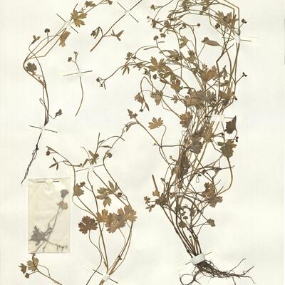 Ranunculus parviflorus L. -  RO-HSepv 14040 photo