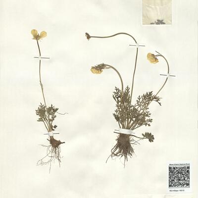 Ranunculus paludosus Poir. -  RO-HSepv 16010 photo