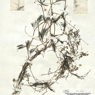 Ranunculus peltatus Schrank subsp. fucoides (Freyn) Muñoz Garmendia -  RO-HSepv 16919 photo