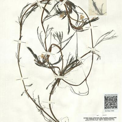 Ranunculus penicillatus (Dum.) Bab. -  RO-HSepv 16920 photo