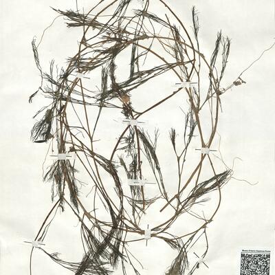 Ranunculus penicillatus (Dum.) Bab. subsp. pseudofluitans (Syme) S.D. Webster ^ -  RO-HSepv 18968 photo