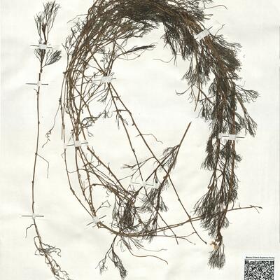 Ranunculus penicillatus (Dum.) Bab. subsp. pseudofluitans (Syme) S.D. Webster ^ -  RO-HSepv 18967 photo