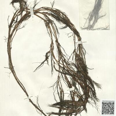 Ranunculus penicillatus (Dum.) Bab. subsp. pseudofluitans (Syme) S.D. Webster ^ -  RO-HSepv 16011 photo