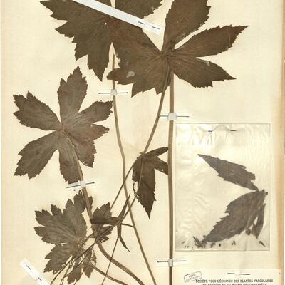 Ranunculus platanifolius L.  -  RO-HSepv 12155 photo