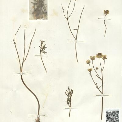 Ranunculus platyspermus Fisch. ex DC. -  RO-HSepv 14041 photo