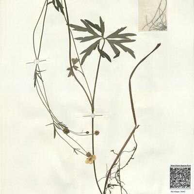 Ranunculus polyanthemos L. subsp. polyanthemos -  RO-HSepv 14042 photo