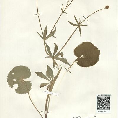 Ranunculus prorsidens (Markl.) S. Ericsson -  RO-HSepv 16012 photo