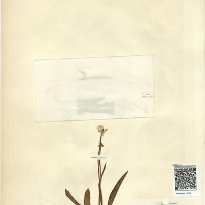 Ranunculus pyrenaeus L. subsp. plantagineus (All.) Rouy & Fouc. -  RO-HSepv 11233 photo