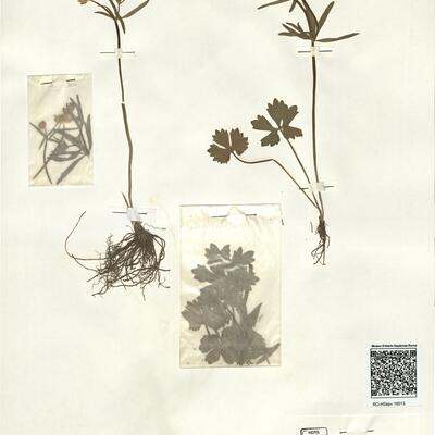 Ranunculus quinatus Brodtbeck  -  RO-HSepv 16013 photo