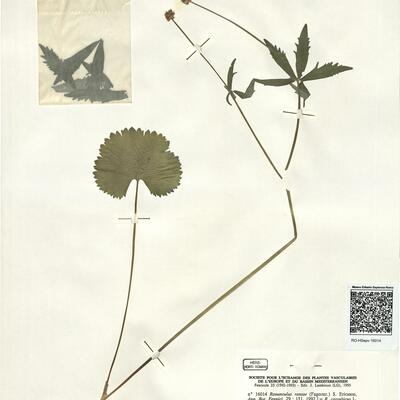 Ranunculus rantae (Fagerstr.) S. Ericsson -  RO-HSepv 16014 photo