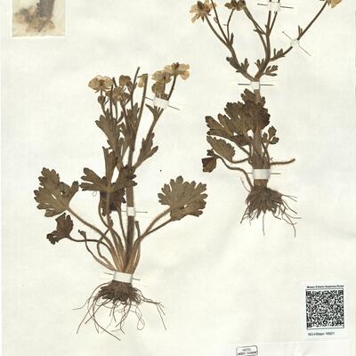 Ranunculus rectirostris Coss. & Durieu -  RO-HSepv 16921 photo