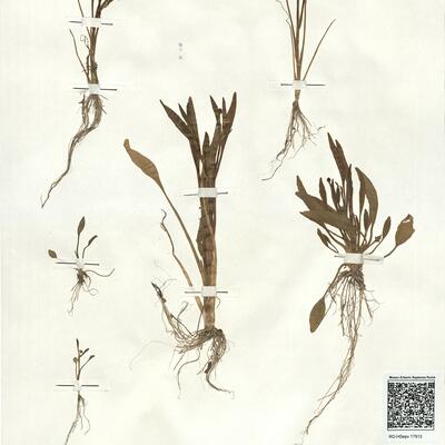 Ranunculus revelieri Boreau -  RO-HSepv 17913 photo