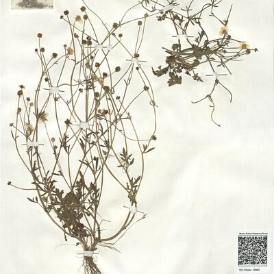 Ranunculus sardous Crantz subsp. xatardii (Lapeyr.) Rouy & Fouc. -  RO-HSepv 18969  photo