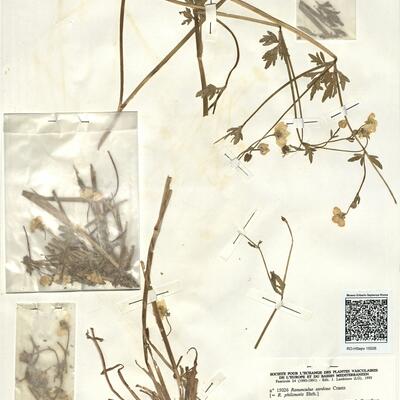 Ranunculus sardous Crantz -  RO-HSepv 15026 photo