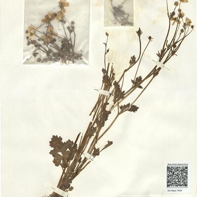 Ranunculus sardous Crantz -  RO-HSepv 15025 photo