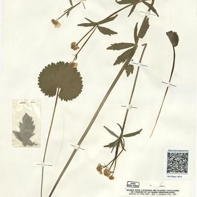 Ranunculus scalaridens (Markl.) S. Ericsson  -  RO-HSepv 16015 photo