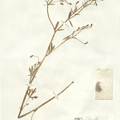 Ranunculus sceleratus L.  -  RO-HSepv 16016 photo