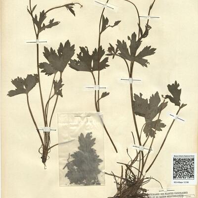 Ranunculus serpens Schrank -  RO-HSepv 12156 photo