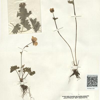 Ranunculus spicatus Desf. subsp. maroccanus (Coss.) Greuter & Burdet -  RO-HSepv 15027 photo