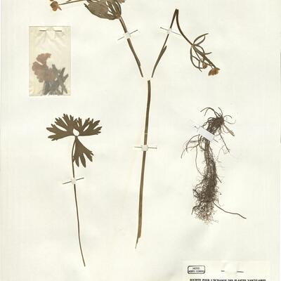 Ranunculus stellaris Brodtback  -  RO-HSepv 16017 photo