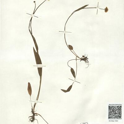 Ranunculus strigillosus Boiss. & Huet -  RO-HSepv 16922 photo