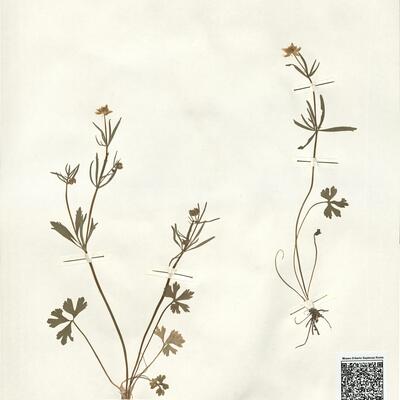 Ranunculus suevicus Borchers-Kolb -  RO-HSepv 14043 photo