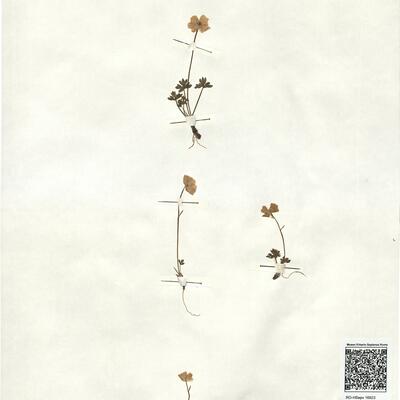 Ranunculus traunfellneri Hoppe -  RO-HSepv 16923 photo