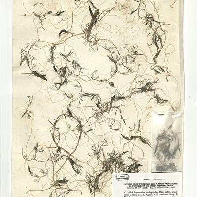 Ranunculus trichophyllus Chaix subsp. eradicatus (Laest.) C.D.K. Cook -  RO-HSepv 16924 photo