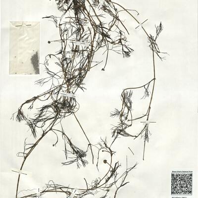 Ranunculus trichophyllus Chaix subsp. trichophyllus ^ -  RO-HSepv 18972 photo