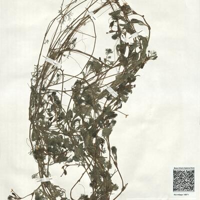 Ranunculus trichophyllus Chaix subsp. trichophyllus ^ -  RO-HSepv 18971 photo