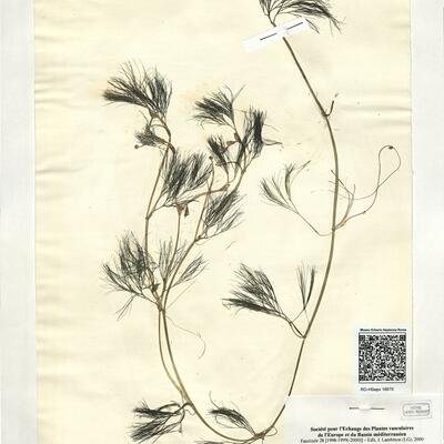 Ranunculus trichophyllus Chaix subsp. trichophyllus -  RO-HSepv 18970 photo