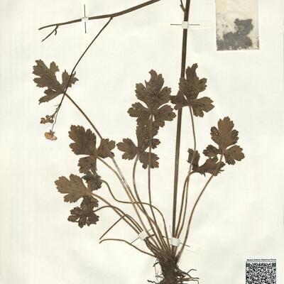 Ranunculus velutinus Ten.  -  RO-HSepv 15028 photo