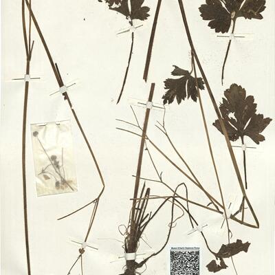 Ranunculus velutinus Ten.  -  RO-HSepv 14044 photo